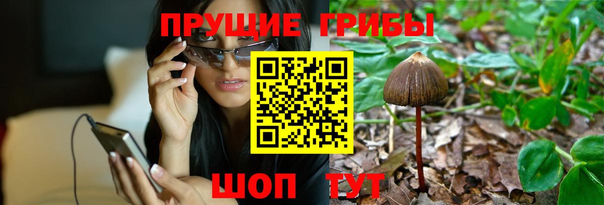 Ленинск-Кузнецкий  Псилоцибиновые грибы ЛСД  Вход с VPN  наркота  Галлюциногенные грибы Cubensis 